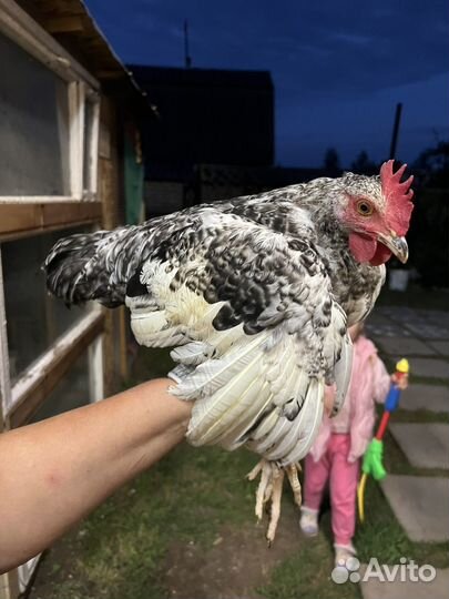 Петух, курицы