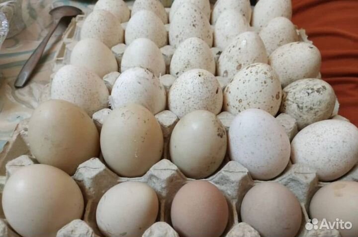 Яйцо инкубационное Опт и Розница