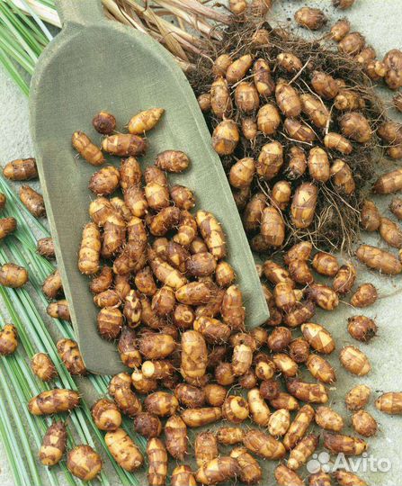 Чуфа (тигровый орех)