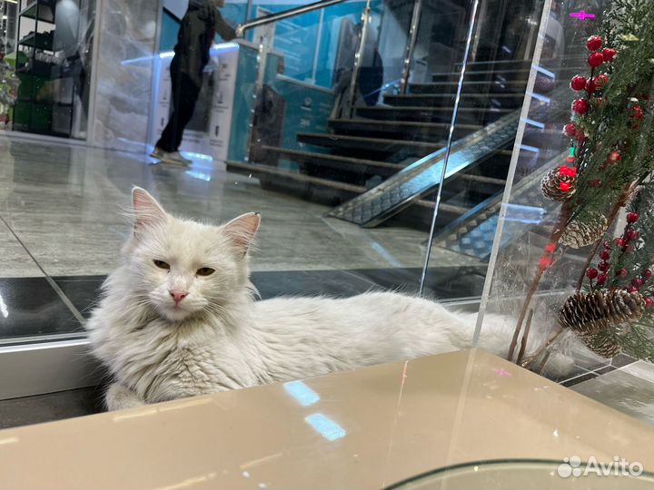 Кошка, отдам бесплатно