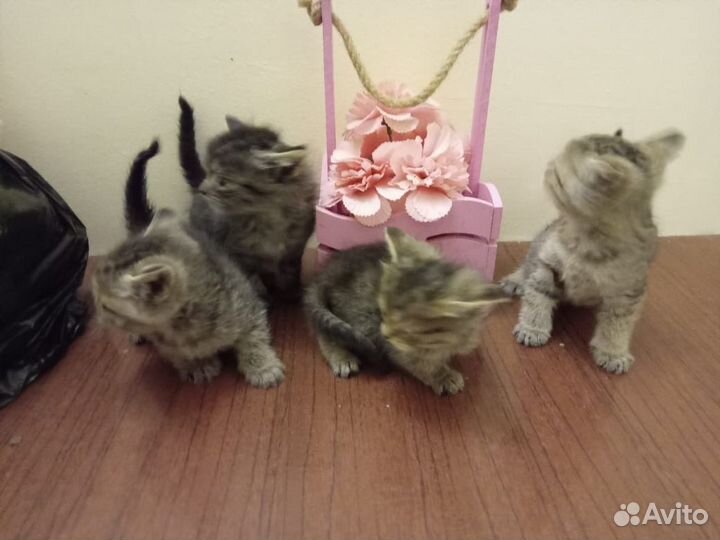 Шотландские котята