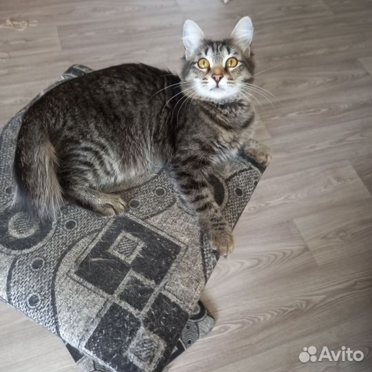 Кошка в добрые руки