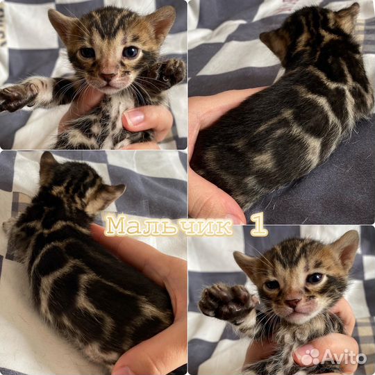 Бенгальские клубные котята с документами