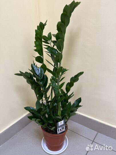 Замиокулькас