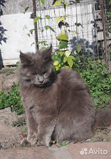 Котята мейн-кун