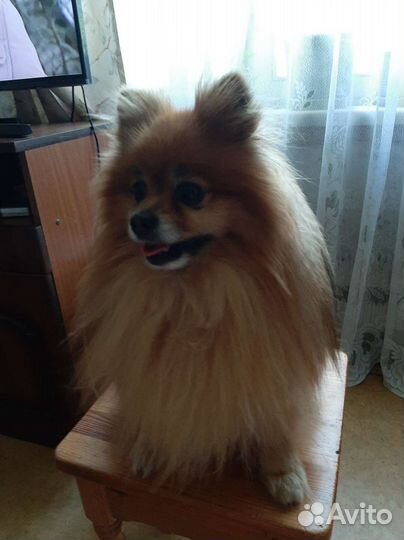 Померанский шпиц вязка кобель