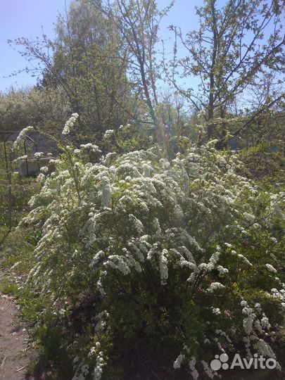 Цветы садовые, кусты садовые