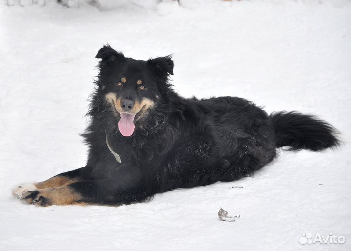 Собака в добрые руки