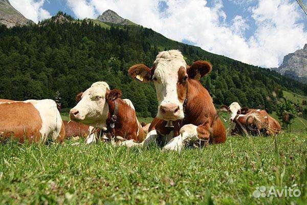 Коровы молочные,нетели