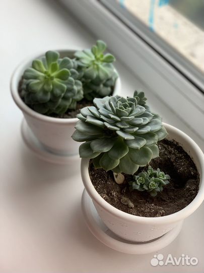 Суккуленты