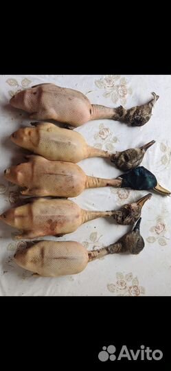Мясо дикой утки
