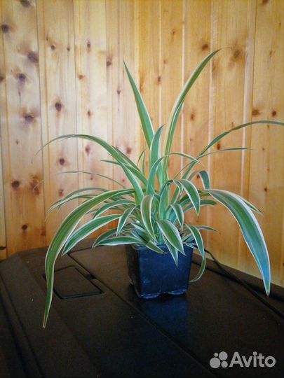 Хлорофитум