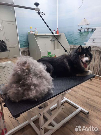 Грумер, экспресс-линька, тримминг, стрижка