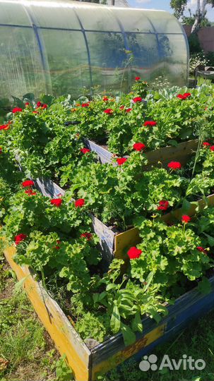 Королевская пеларгония