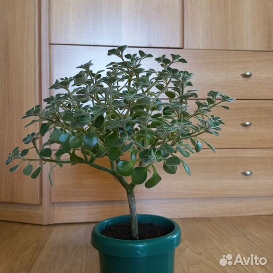 Аихризон дерево любви