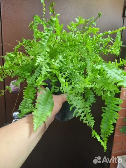 Нефролепис Бостон