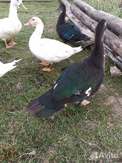 Индоутки шипуны или мускусные утки