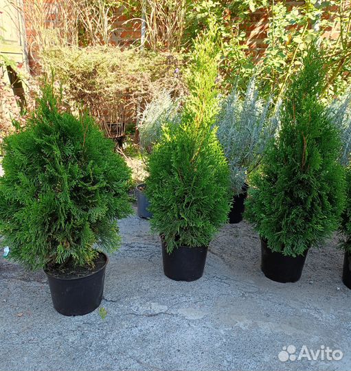 Туя смарагд