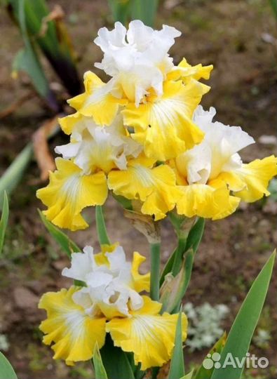 Ирисы бородатые