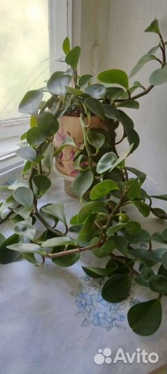 Много комнатных цветов