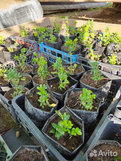 Саженцы самшит буксус