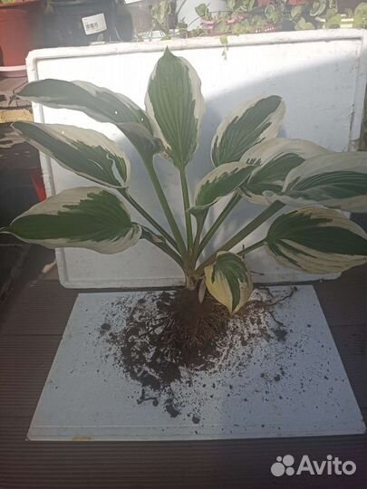 Хоста и барбарис