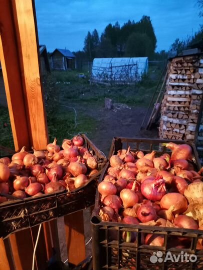 Лук репчатый продажа