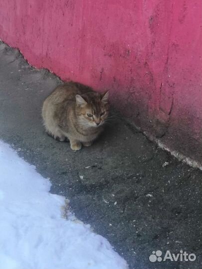 Кошка в дар