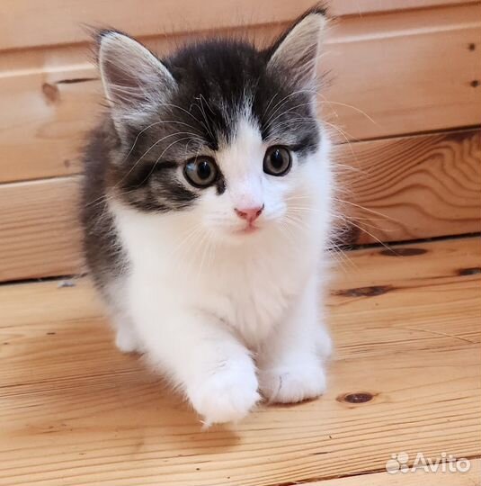 Котёнок девочка