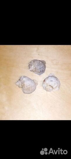 Рапан для аквариумов и поделок