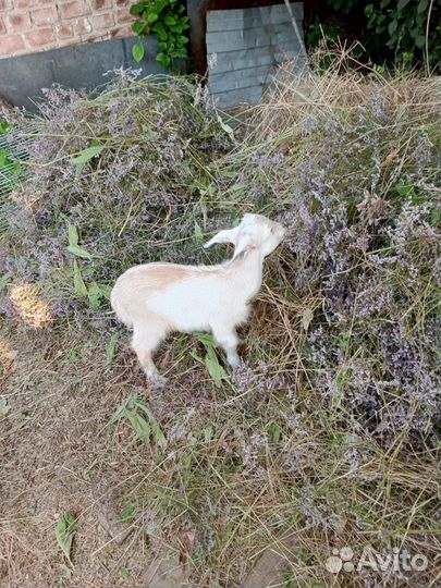 Козёл и козочка