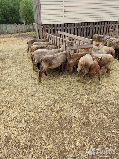 Ярочки, катумские романовские помеси