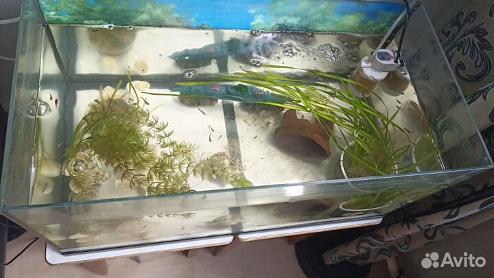 Аквариум на 55 литров