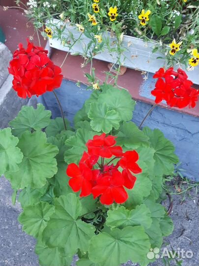 Пеларгония герань