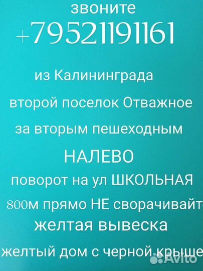 Роза Elmshorn саженцы