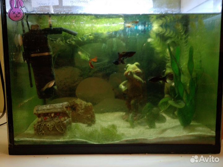 Аквариумные рыбки гуппи