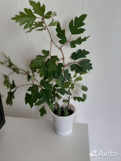 Комнатные цветы шефлера