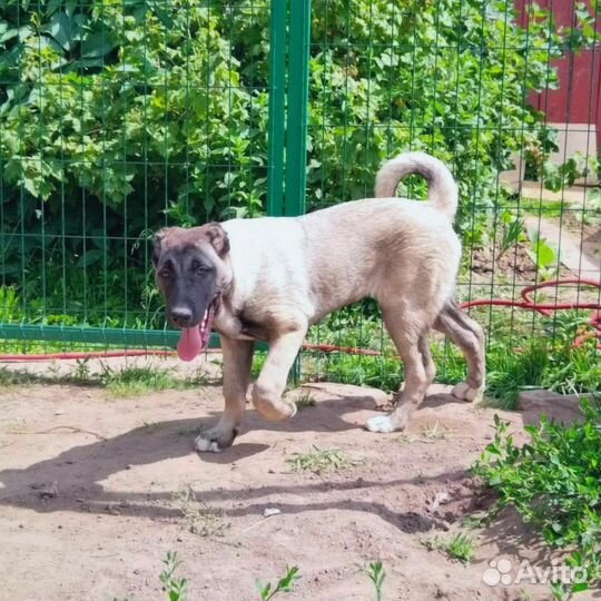 Кангал. Кангальская овчарка. Щенки кангала. Вязка