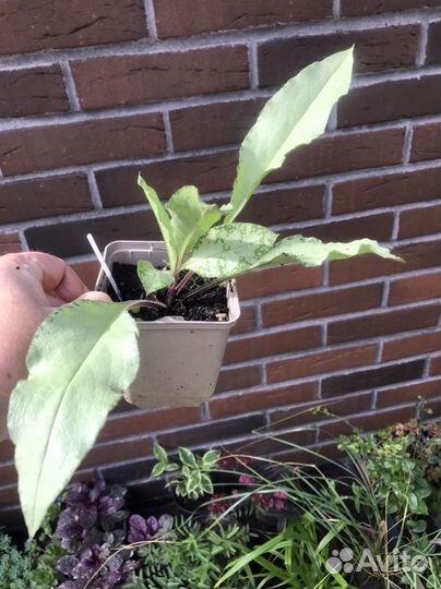 Разные интересные растения для сада