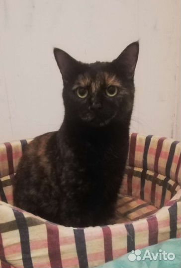 Кошка Мальва