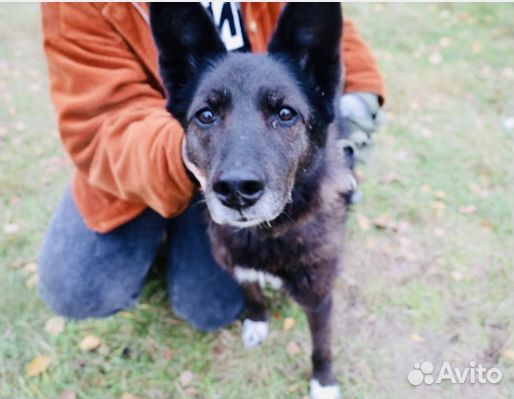 Ласковая Бренда чахнет в приюте