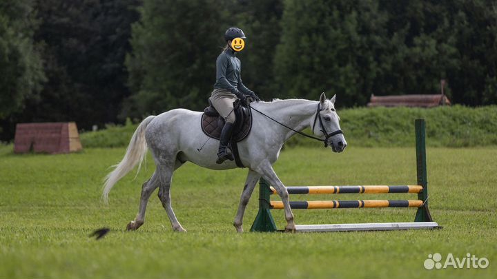 Лошадь маршруты 110