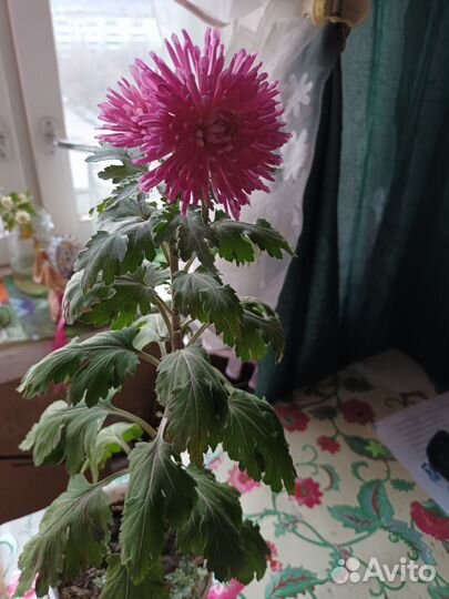 Хризантема