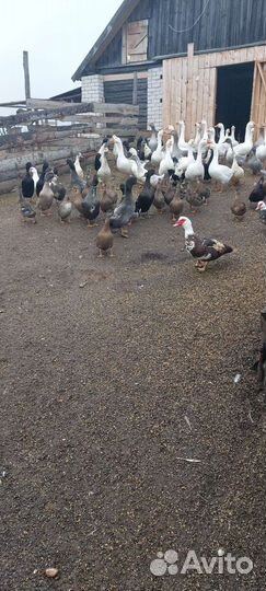 Утки дикие для охоты