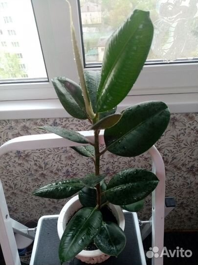 Фикус каучуконосный и Бенджамина