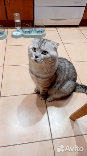 Кошки