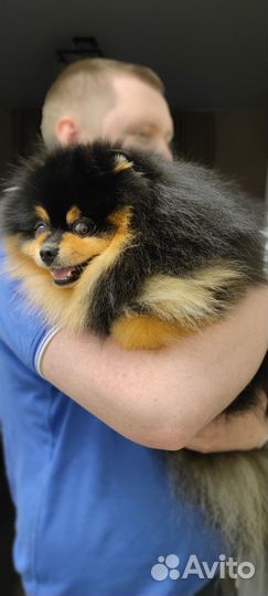 Вязка. Шпиц. Ищем девочку