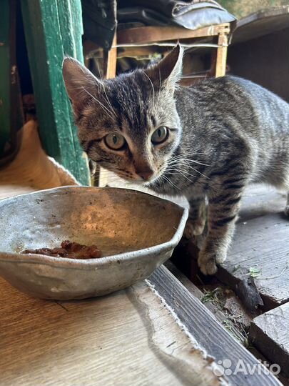 Кот в добрые руки