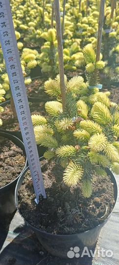 Ель Биалобок