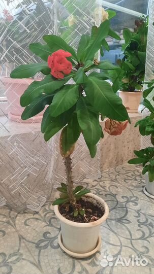 Молочай или миля